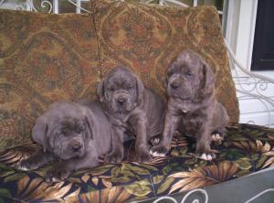 canecorsopups